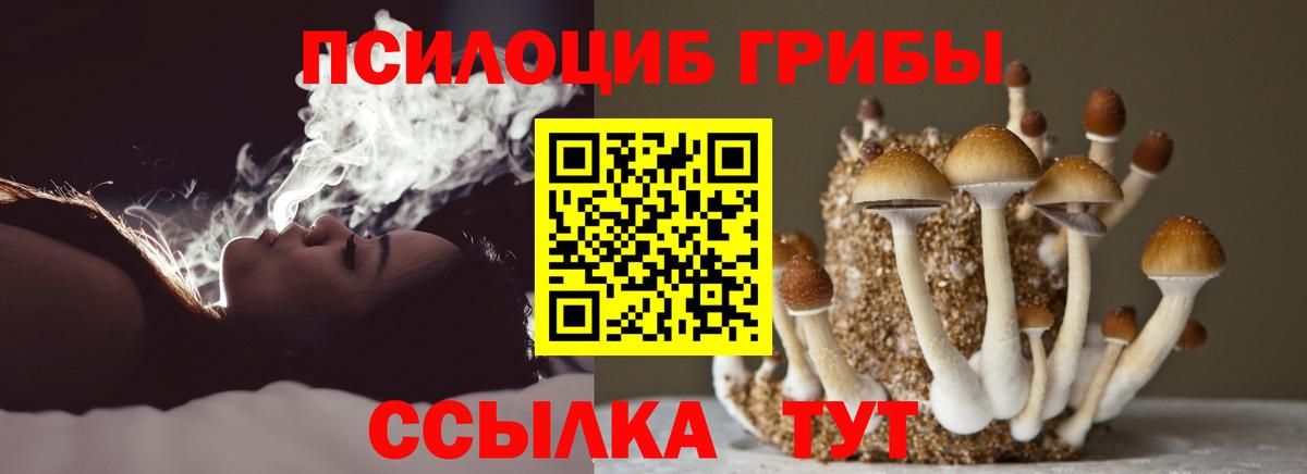 Галлюциногенные грибы Psilocybe Псков